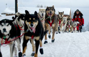 The Great Race Iditarod